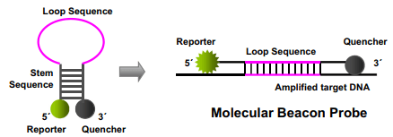 极客学院分子诊断技术beacon探针