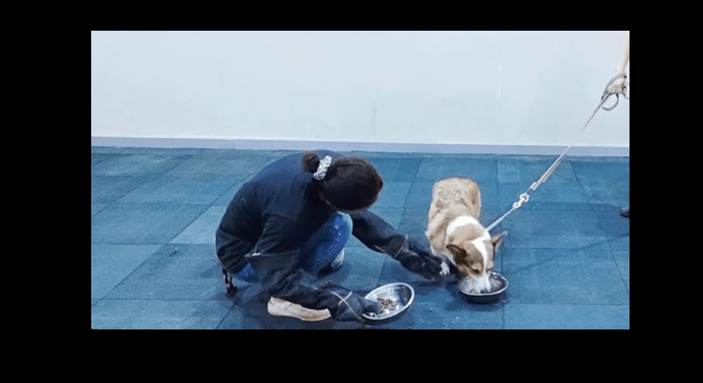 宠物柯基呲牙护食怎么办？广州专业训犬师用训狗学校案例告知你答案！
