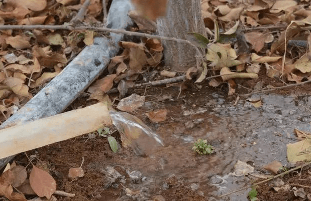 果园封冻水怎么浇你会吗?这篇文章告诉你!_果树_节水_土壤