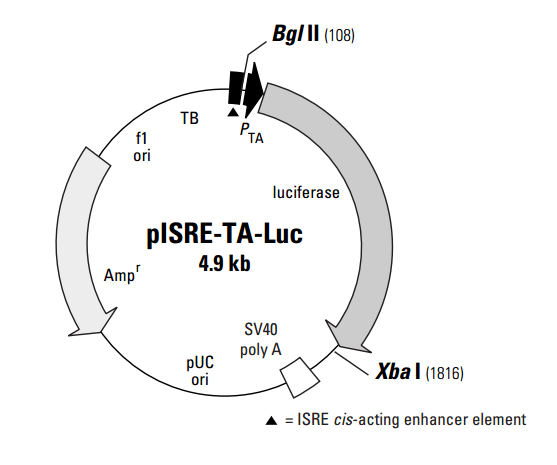 pisre-ta-luc載體質粒圖譜,序列,說明書,價格_the_and_gene