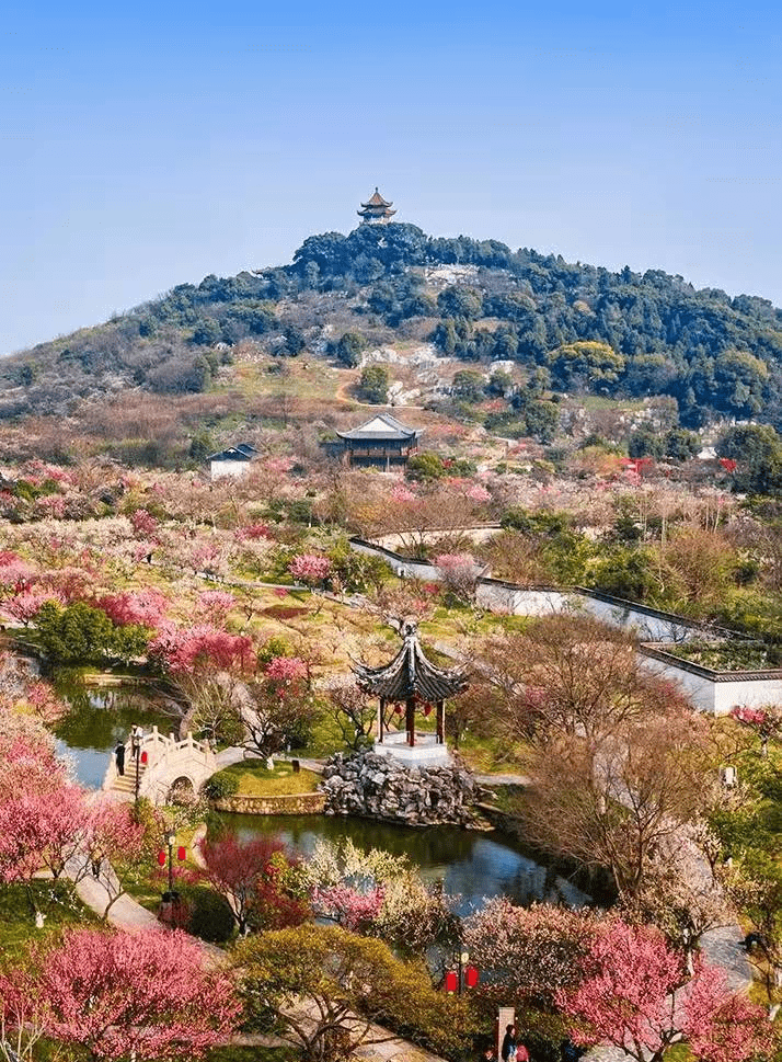 苏州梅花景点图片