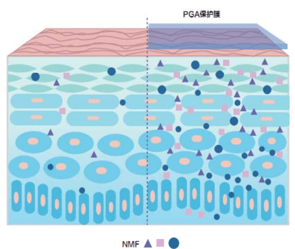 原料玻尿酸保湿能力YYDS？那是因为你还不知道它-小红盒聚谷氨酸
