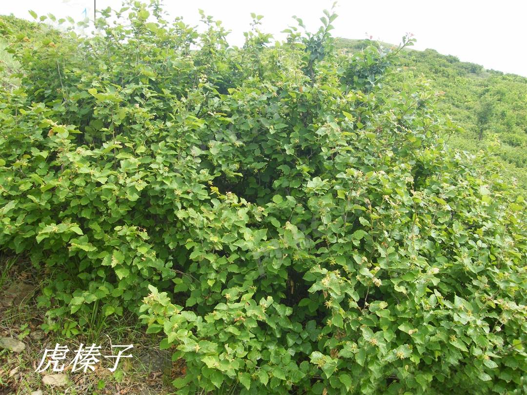 镇属植物主产东北,华北,西北,西南地区.