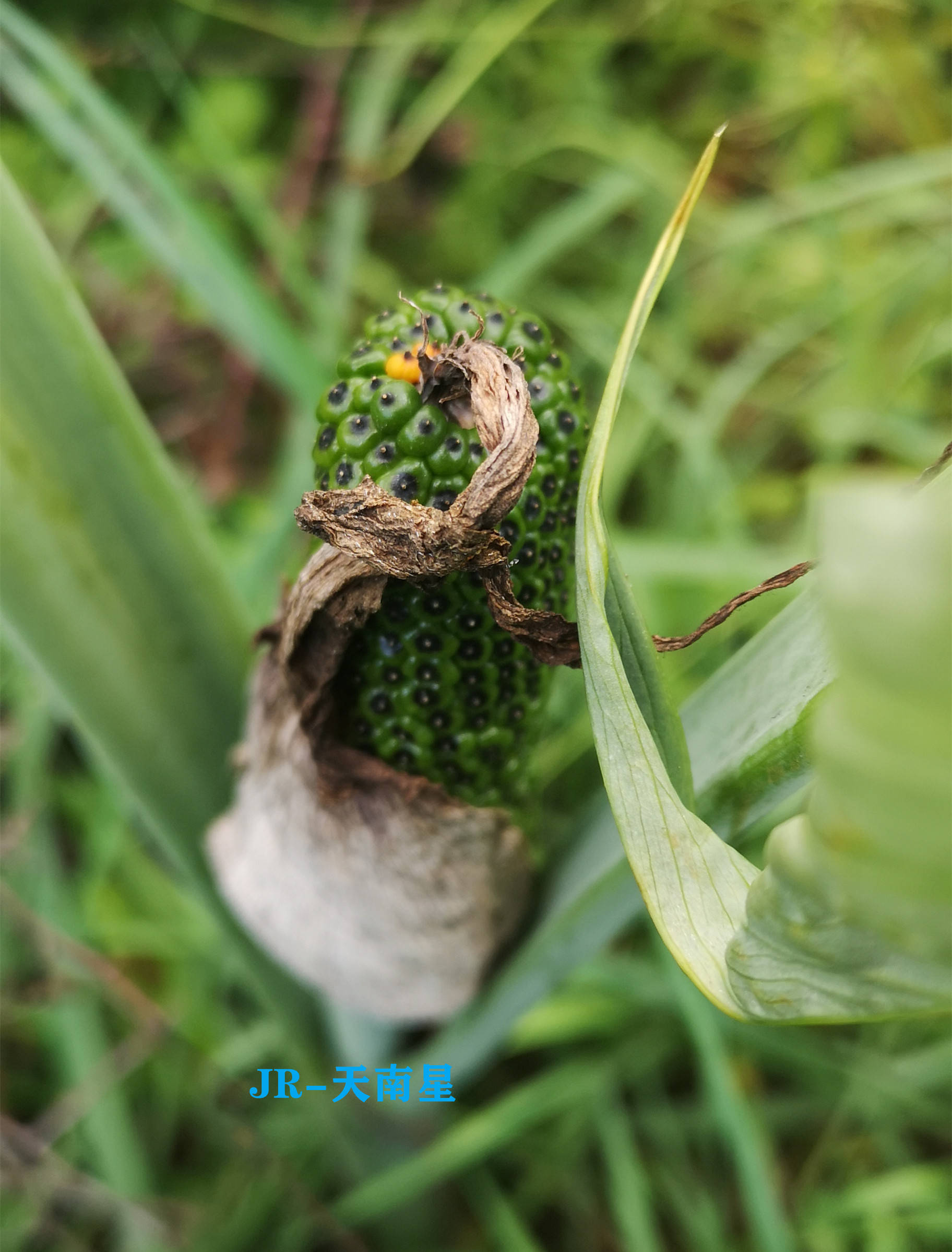 虎年了解几种虎姓中药材呢