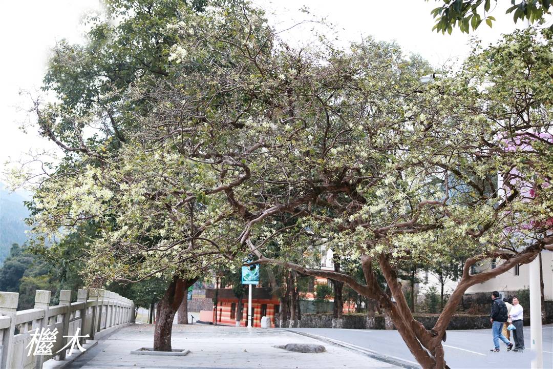 山胡椒,檵木和流苏树,都不能完全符合郭璞和陆玑和所说"檍"的特征