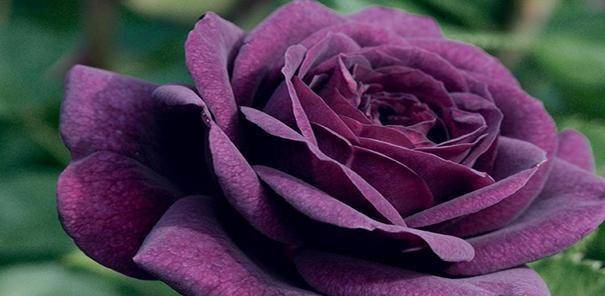爱神是什么花 8479fb93f3744b9182e4d844093f1e22.jpeg