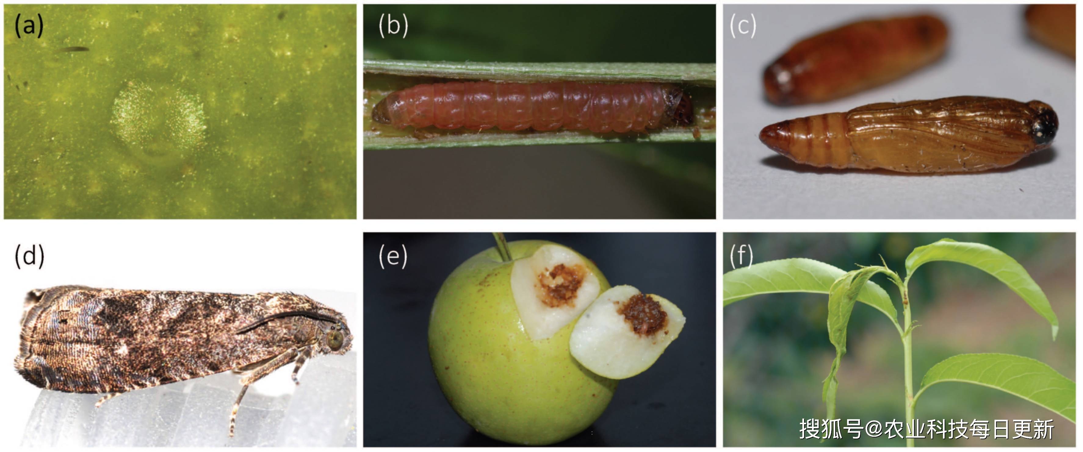梨小食心虫各虫态a:卵;b:幼虫;c:蛹;d:成虫;e,f:为害状