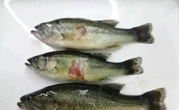 加州鲈鱼苗如何防治车轮虫?_寄生虫_危害_百草