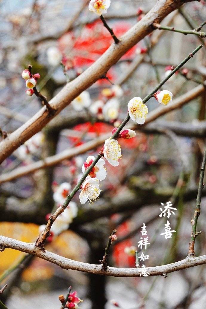 景区|正月十五元宵节，灵隐寺礼佛随拍到几张梅花