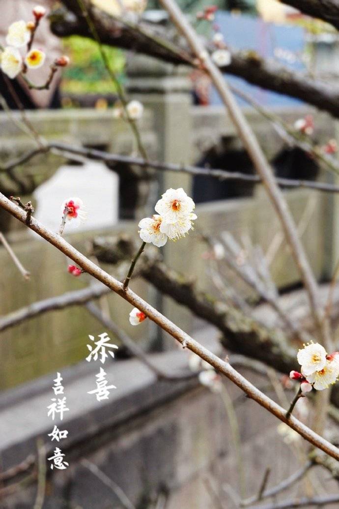 景区|正月十五元宵节，灵隐寺礼佛随拍到几张梅花