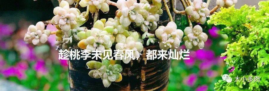 晓寒浅浅沐雨听风期待又一季春盛