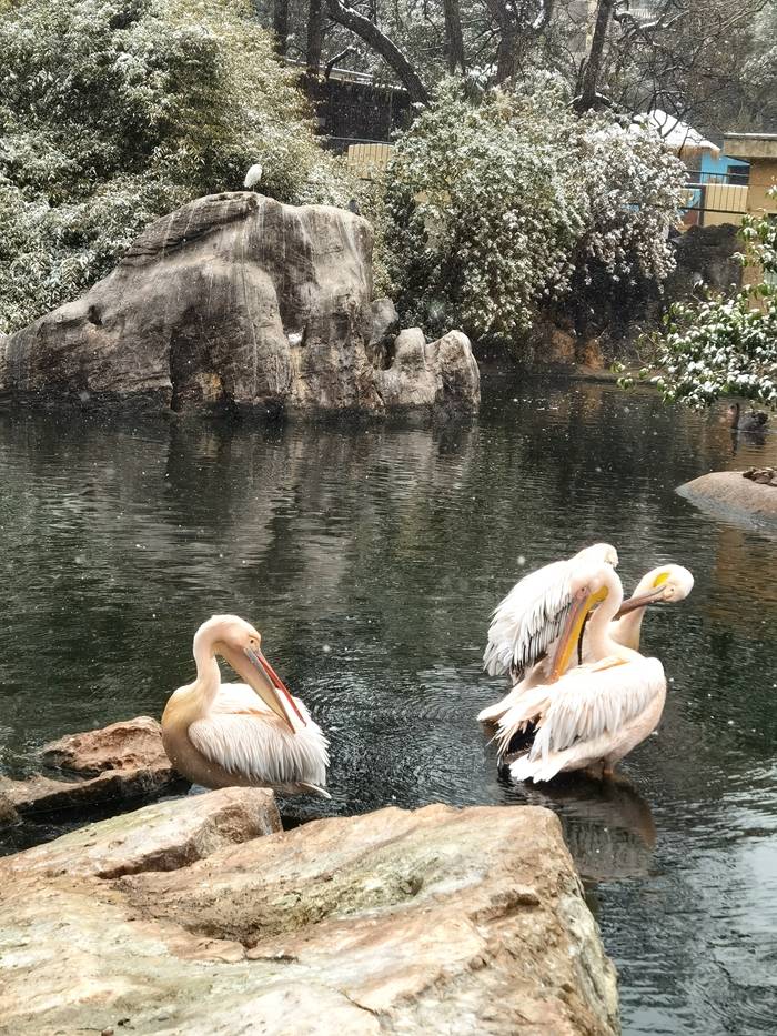 日子|昆明下雪了！春城的雪景真美丽！