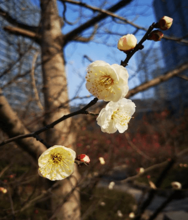 是一种|花花物语|坚贞红梅 只把春来报