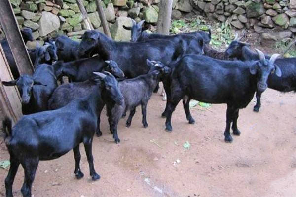 特产早知道酉州乌羊