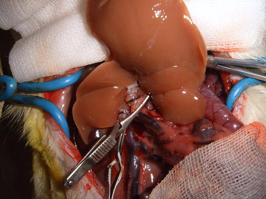 「科沿有道」大鼠原位肝移植模型介绍_服务_受体_肝脏