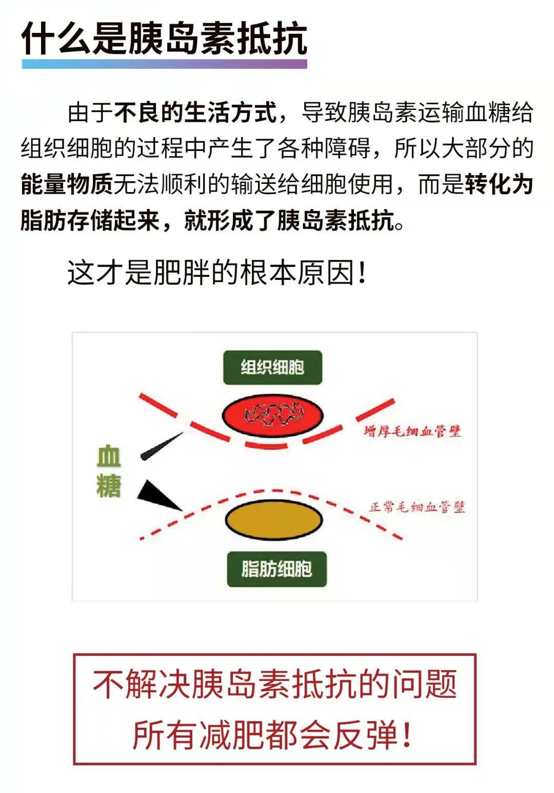 人为什么会长胖根本原因是胰岛素抵抗