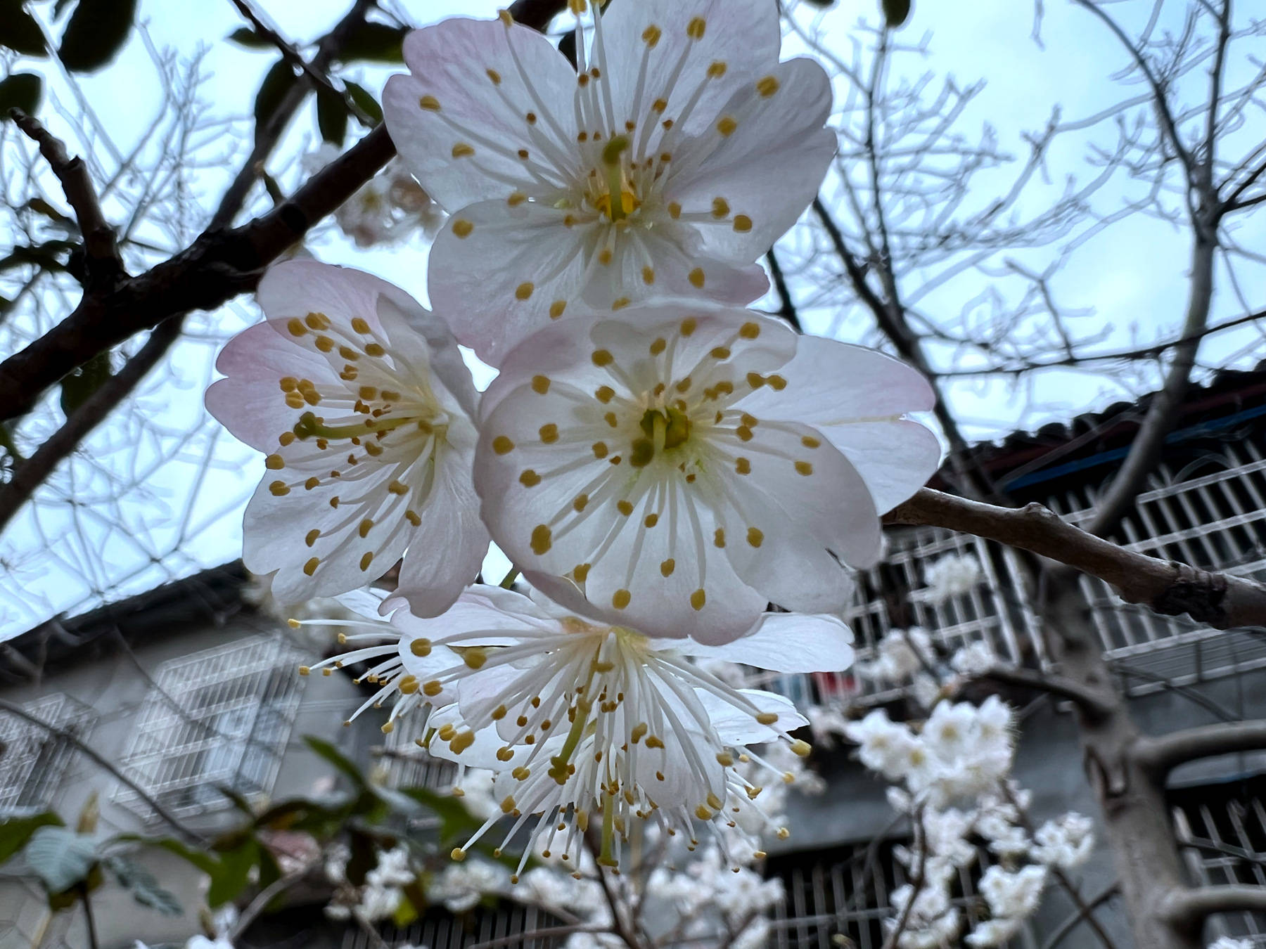 它白如雪叫樱桃花,一枝两枝千万朵,秒变乡村美景-搜狐大视野-搜狐新闻