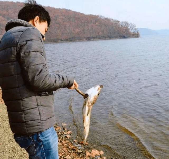 魚的壽命有多久有沒有人見過魚老死