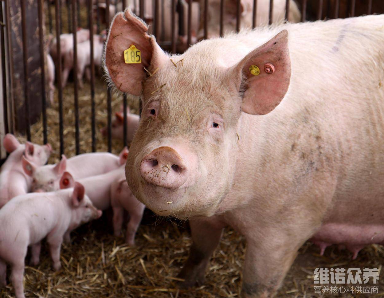 豬的飼料配方技術後備母豬的專用飼料,是根據後備母豬不同生長階段所