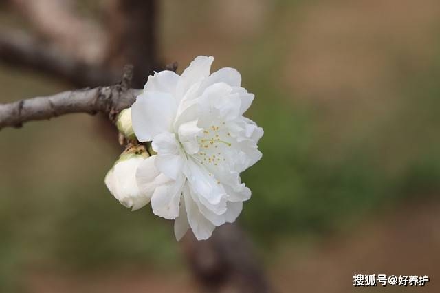 桃花|桃花十大观赏品种，哪一种更美？