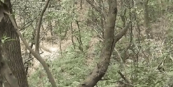 安徽一小树林发现一对男女遗体男子把女子杀害后服毒自尽