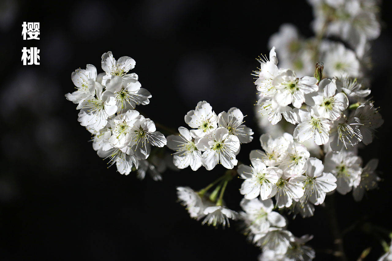 特征|哪个是樱花，哪个是樱桃花？你能否分清？