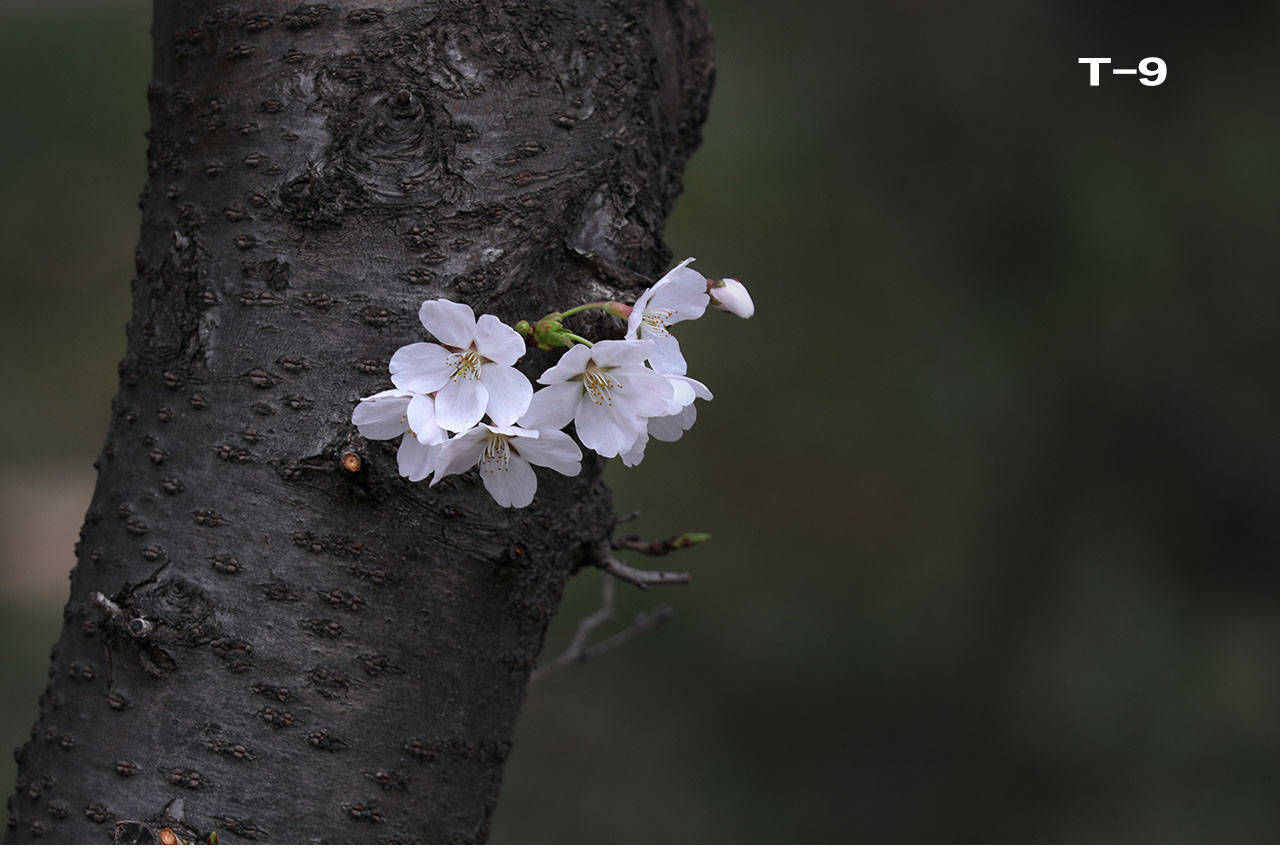 特征|哪个是樱花，哪个是樱桃花？你能否分清？