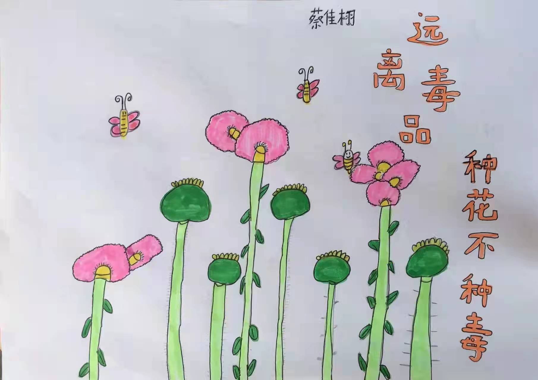 毒品花罂粟花简笔画图片