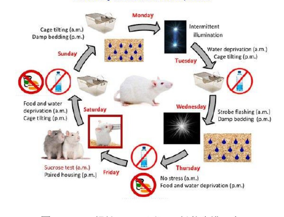 欣軟行為學深入探討小鼠壓力應激動物造模及行為學檢測方法