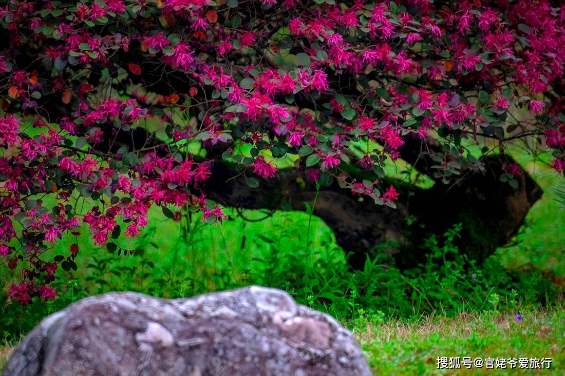 生活|三月游婺源，遇见厚塘庄园，把春天带回家