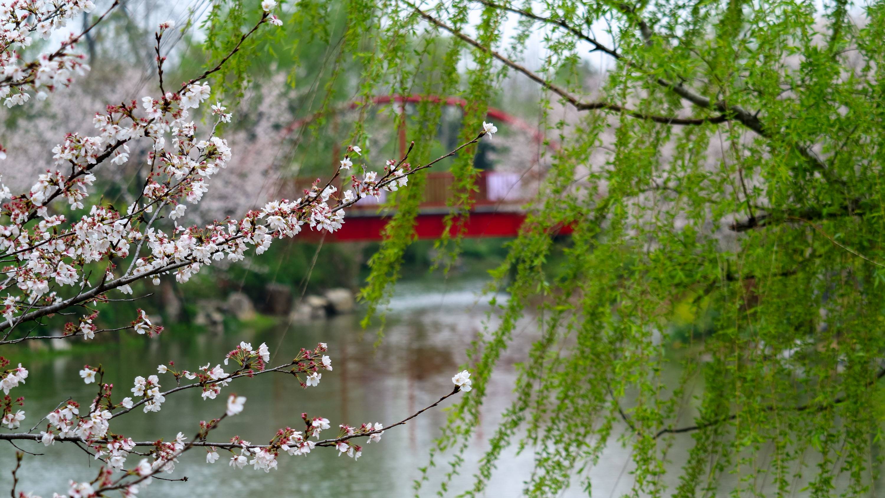 樱花部落园春天像雨像雾又像风本想只拍樱花的相机满屏繁花却进入画面