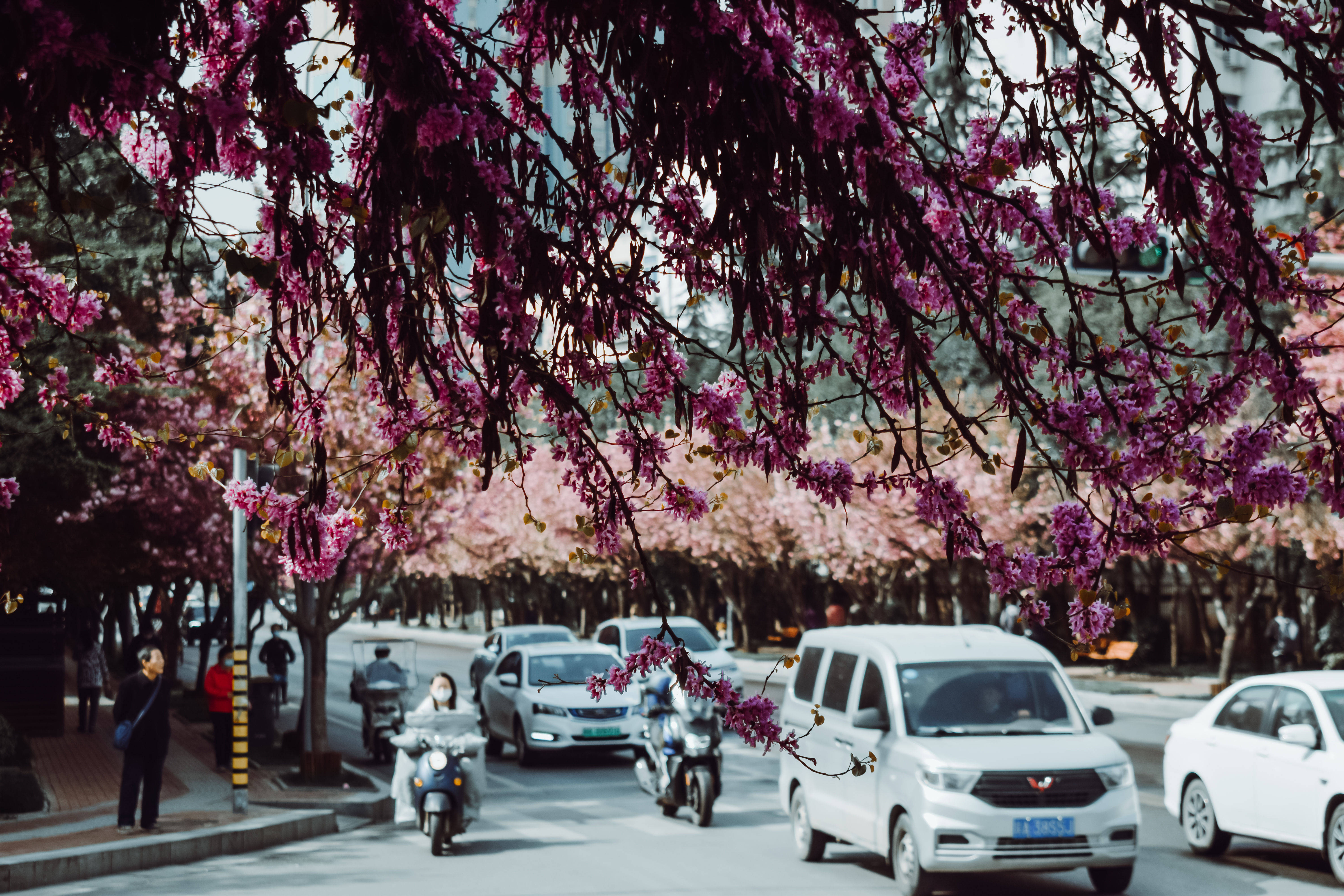 花开渐|以花为媒，来高新二路赴一场春之约