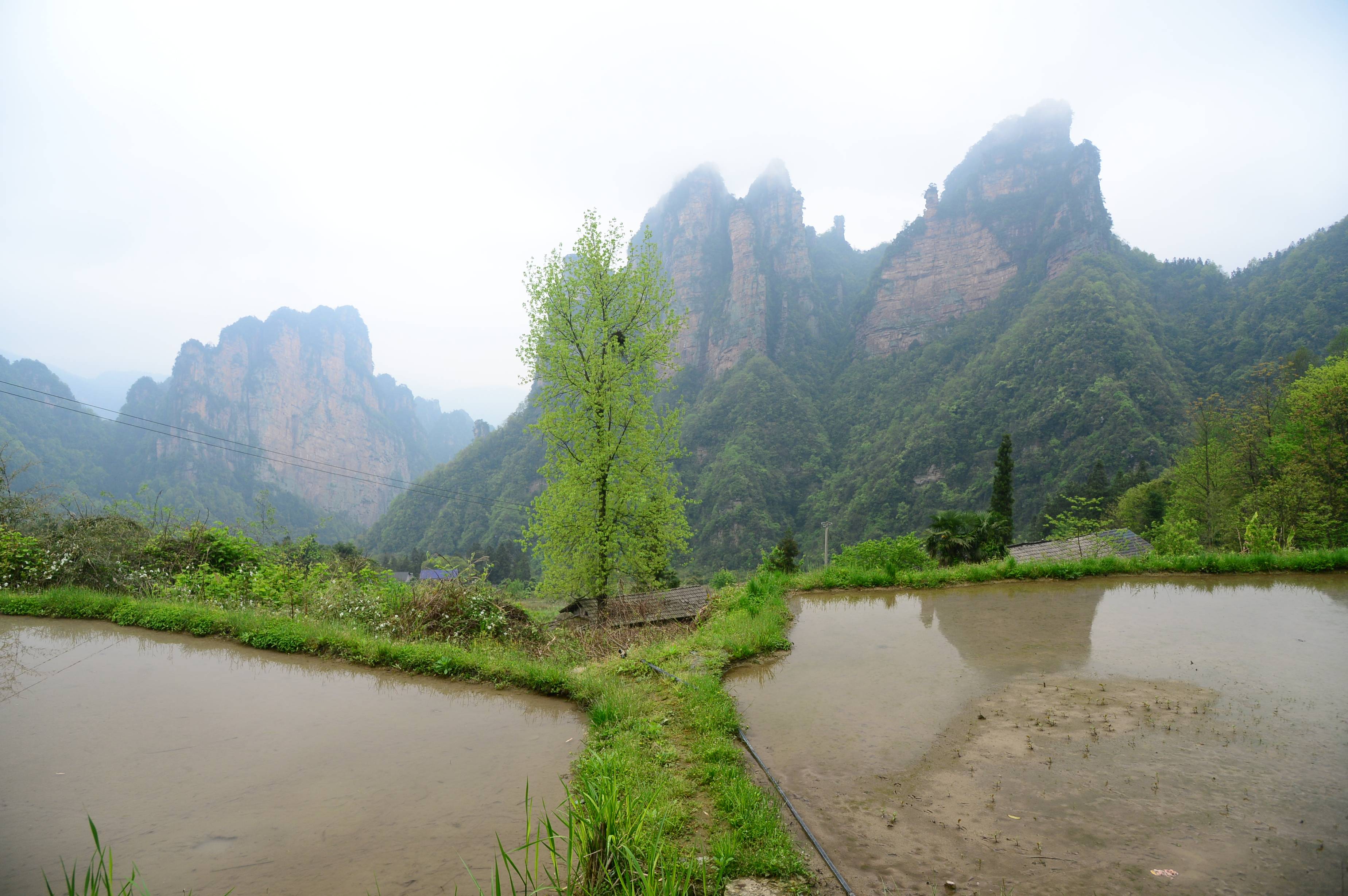 原创空灵静谧板栗山作者张建湘