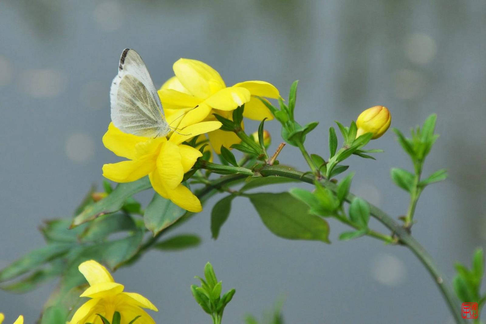 公园的池塘边,蜡黄色的迎春花吹响了万物复苏的进春号角;池塘内的一潭