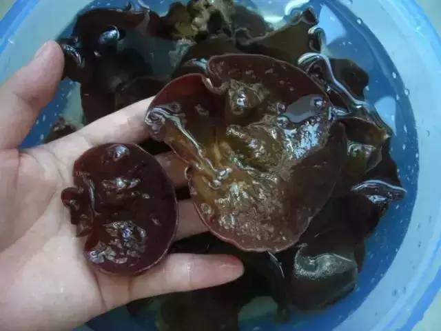 大妈吃浸泡两天的木耳后出现腹痛肝肾功能恶化住进icu