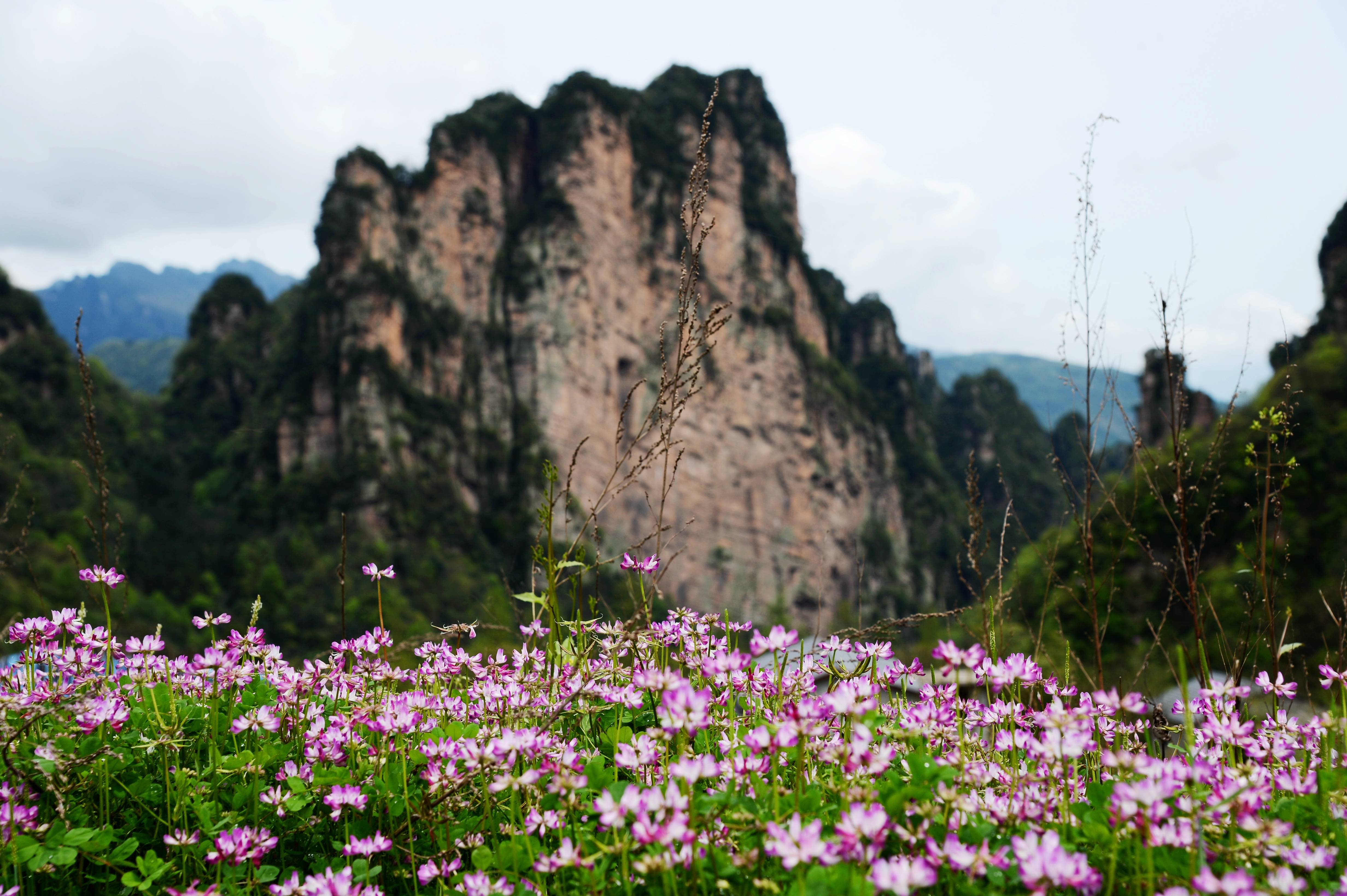 原创空灵静谧板栗山作者张建湘