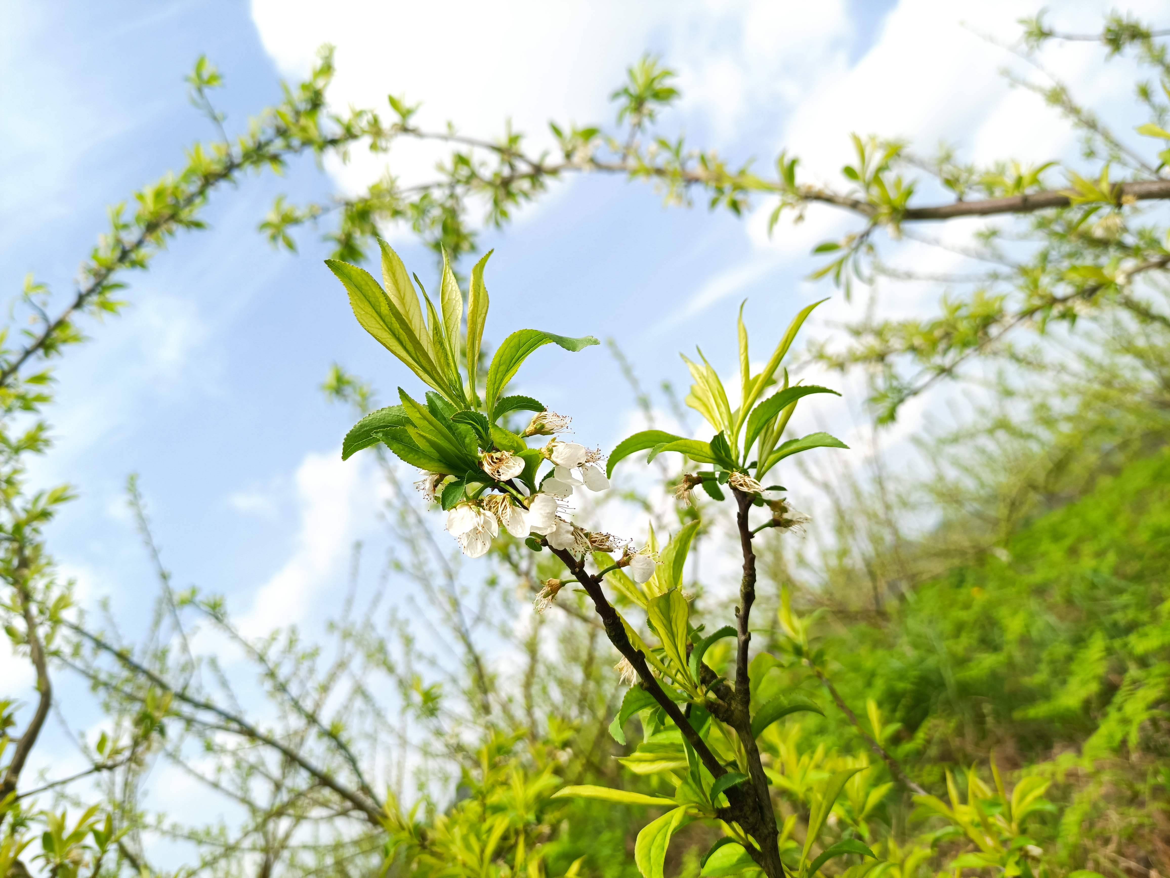 蜂糖李花开满园,叶上枝头丰收年_果园_李叶_季节