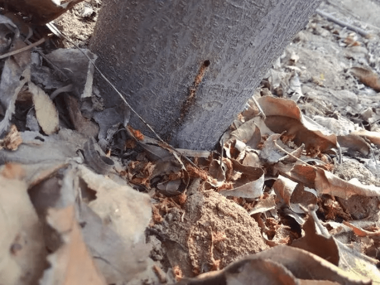 苹果钻木虫怎么防止什么时候防治好