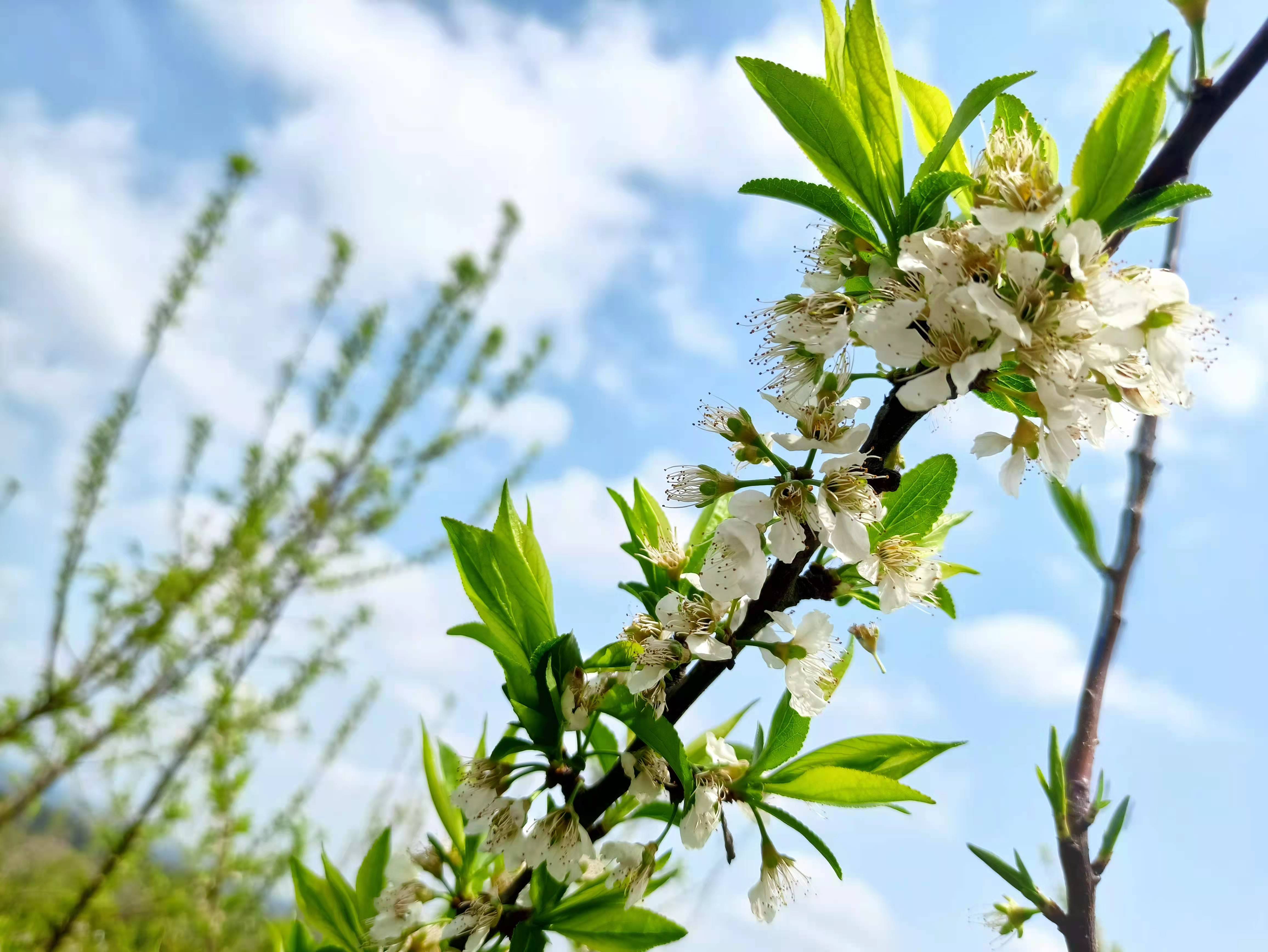 蜂糖李花开满园,叶上枝头丰收年_果园_李叶_季节