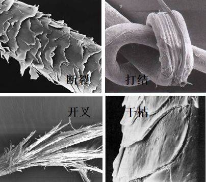 而至,发丝在受到各种蹂躏摧残下,已受到严重内伤,在显微镜下看发丝