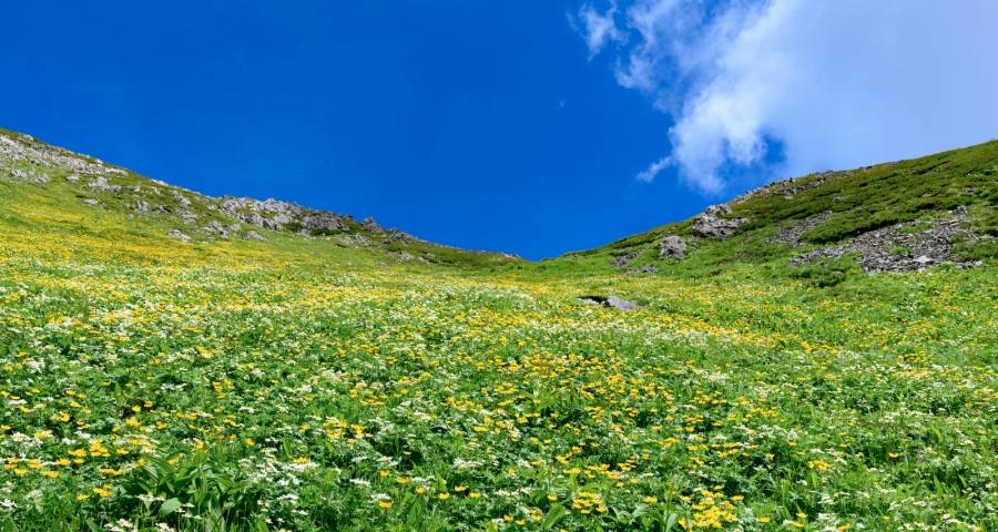 家电两极分化:美的海信老板上新,海尔华为长虹九阳康佳亮肌肉-家电圈官网