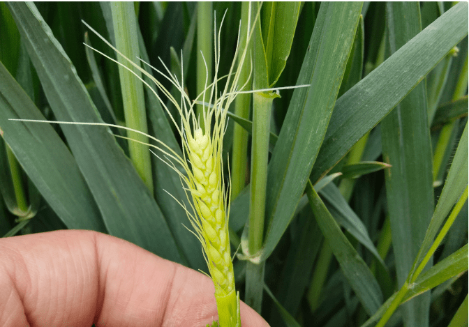 小麦幼穗分化图片