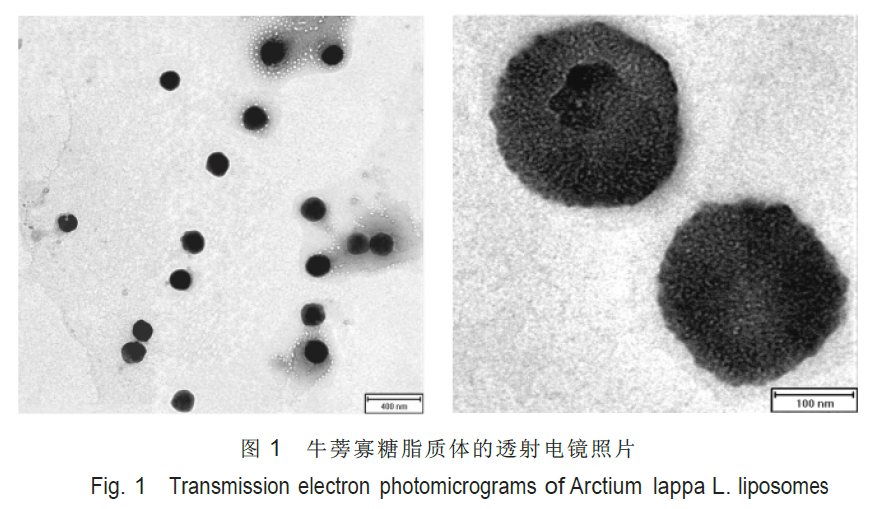 脂质体显微镜图片