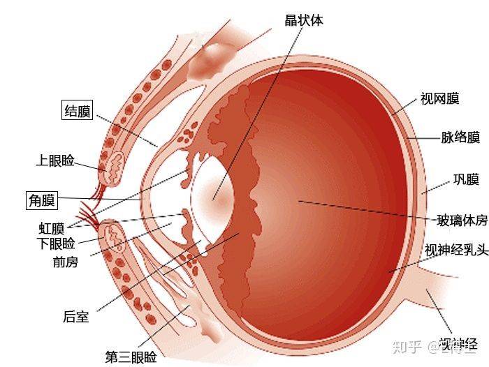 结膜是眼白部分的表层,而角膜是在眼球最前面的透明组织