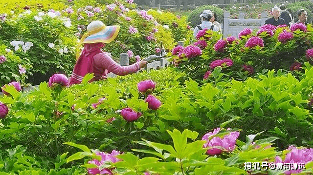 攀高枝的牡丹花在王城公園牡丹仙子廣場向南側處,有一棵牡丹開得十分