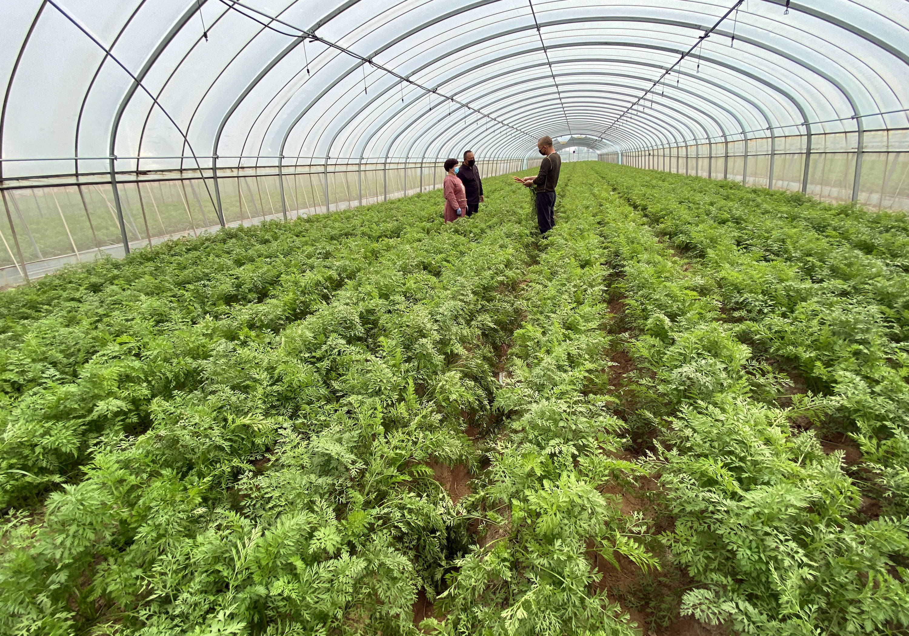 大荔县韦林镇温室大棚红萝卜可望五月上市填补了夏季的空挡