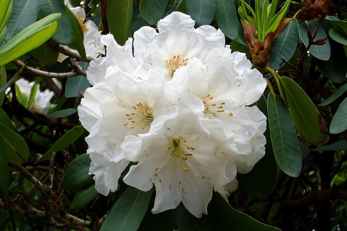 据说纳西族认为白色花朵是很好的滋补品,大白杜鹃,春季开花,花大而
