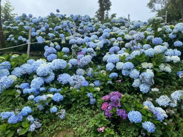 春天赏花的必去景点 台北 22高家绣球花田开园 8千坪浪漫花海超好拍 园区 阳明山 台币