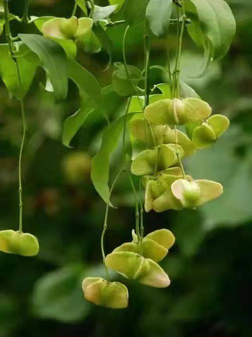 (元宝枫果实)(山楂果实)(桑葚果实)(文冠果实)(枇杷果实)(翅果果实)