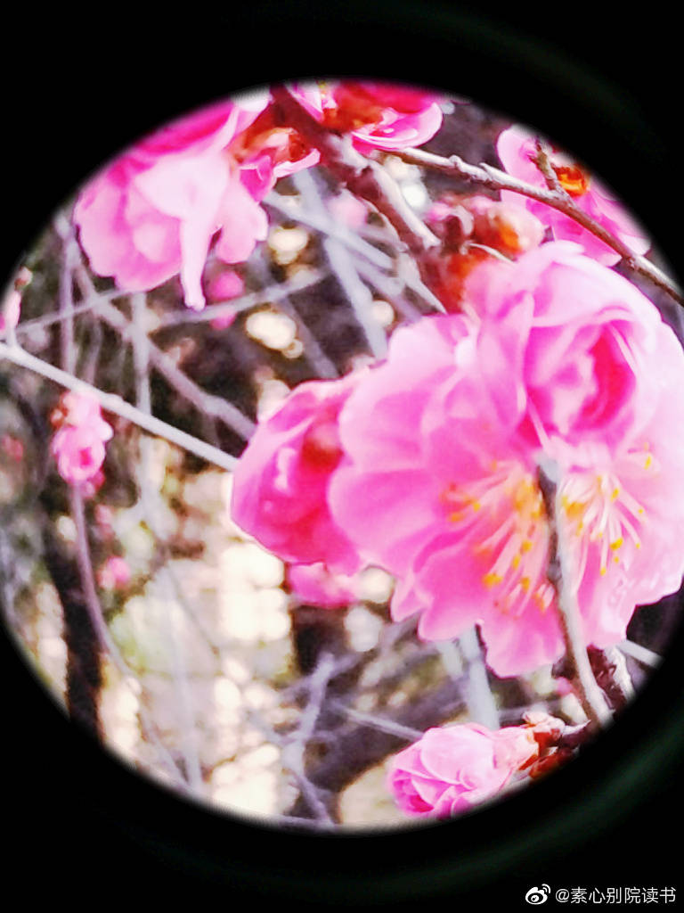 说你瓜 硬是瓜 半夜起来扫院坝 瓜眉日眼 意思 印象